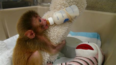 A little monkey was found locked in a cupboard with no food, water or fresh air after police broke up a. . Newborn baby monkey abused by mother